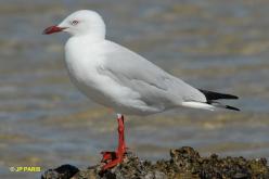 Mouette argentée