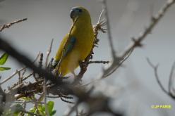 Rock Parrot