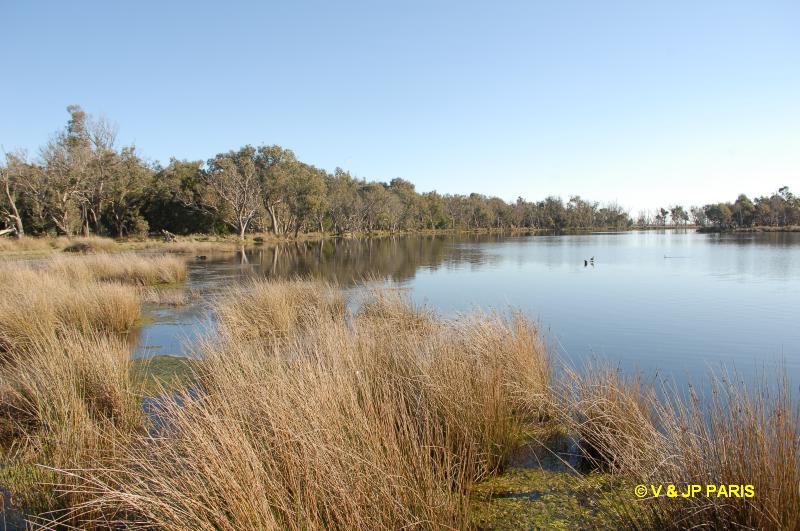 Ludlow State Forest, Busselton