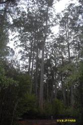 Manjimup,  Four Aces