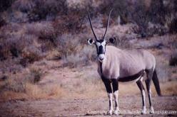 Gemsbok