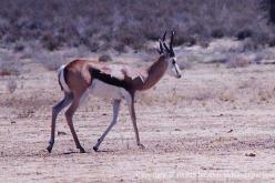 Springbok