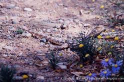 Lézard d'Afrique