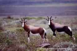Bontebok