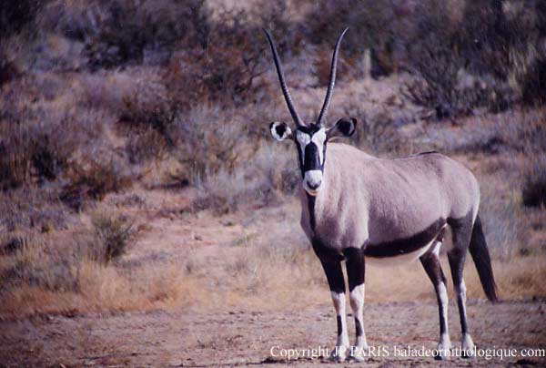 Gemsbok
