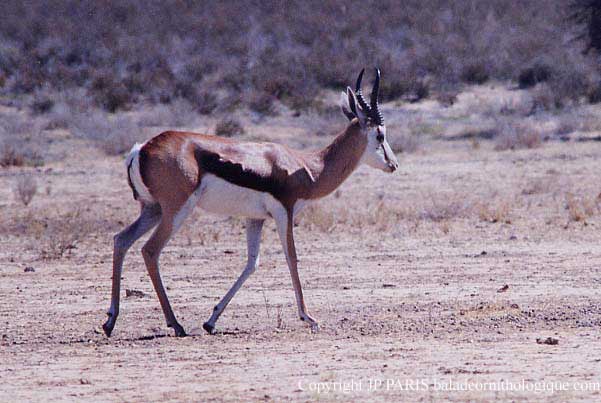 Springbok