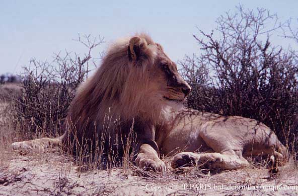 Lion