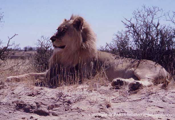 Lion
