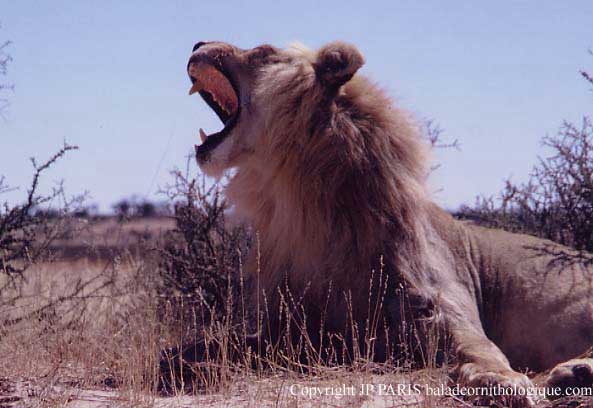 Lion