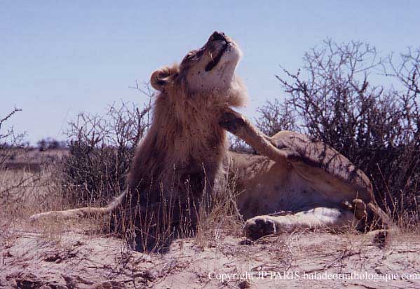 Lion
