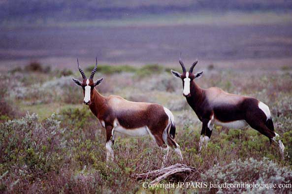 Bontebok