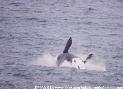 Baleine australe
