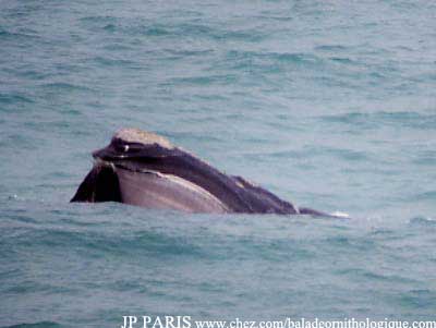 Baleine australe