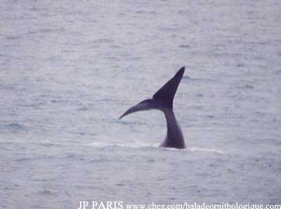 Baleine australe