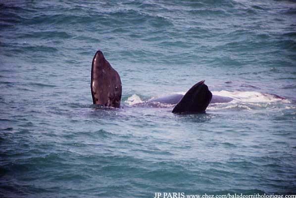 Baleine australe