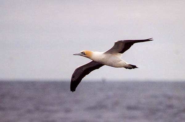Morus capensis