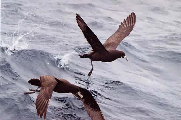 Procellaria aequinoctialis