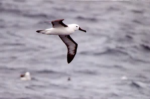 Thalassarche chlororhynchos