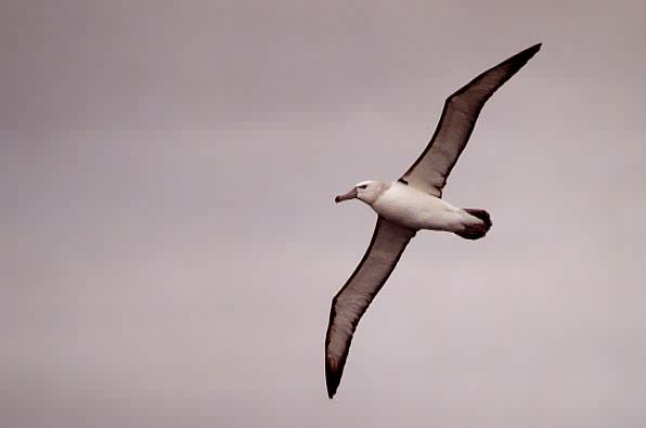 Thalassarche cauta