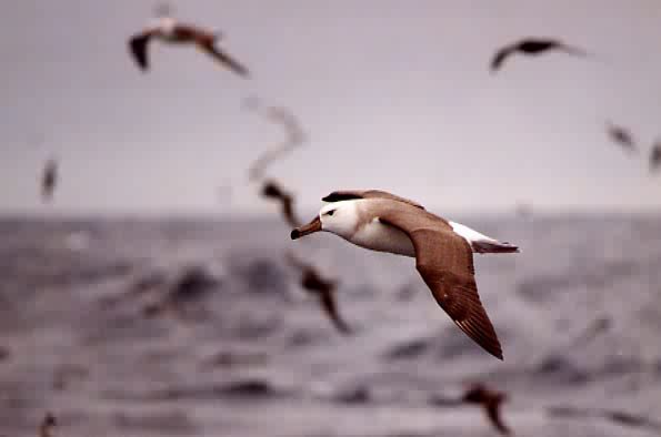 Thalassarche cauta