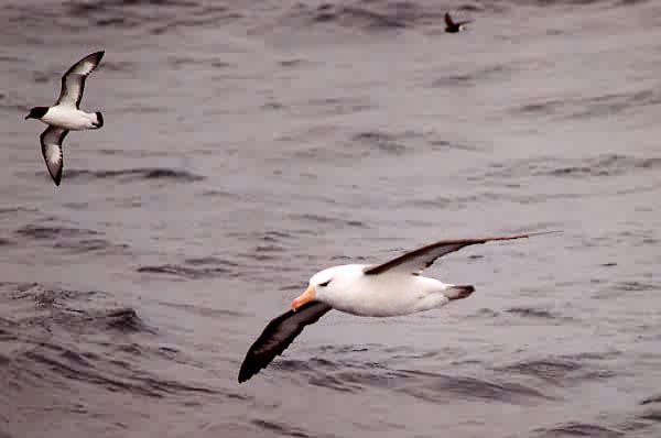 Thalassarche melanophris