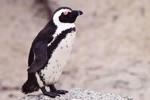 Spheniscus demersus