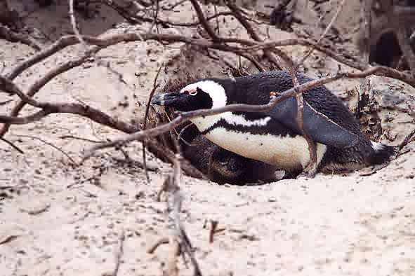 Spheniscus demersus