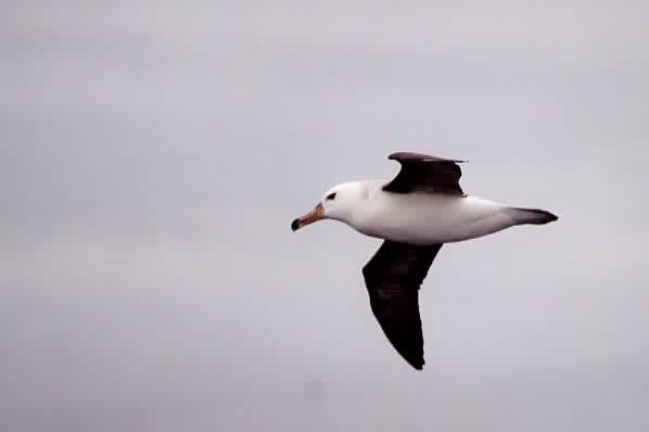 Thalassarche melanophris