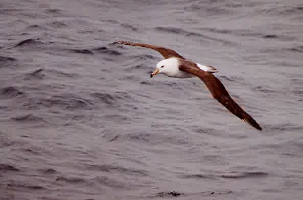 Thalassarche cauta
