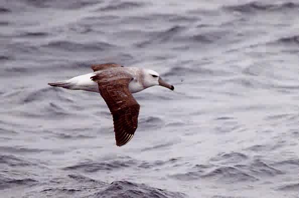 Thalassarche cauta