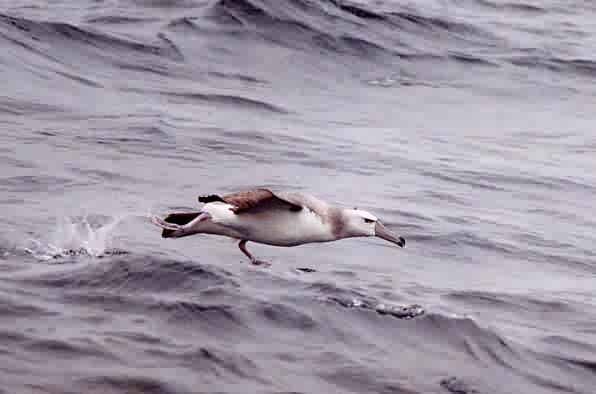 Thalassarche cauta
