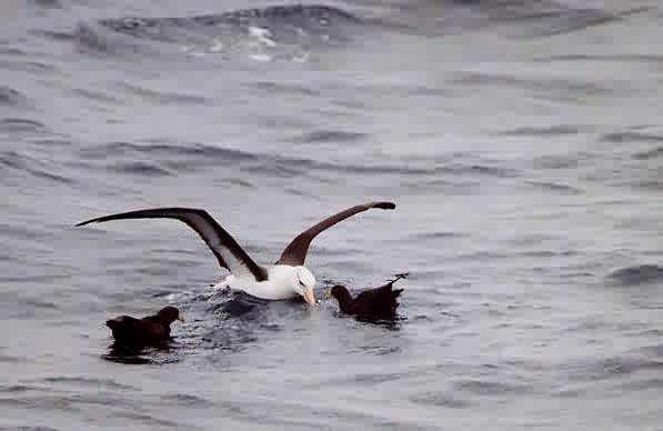 Thalassarche melanophris
