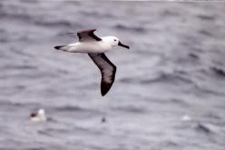 Albatros à nez jaune