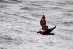Labbe antarctique