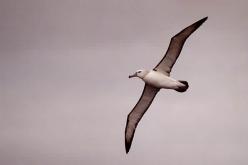 Albatros à cape blanche