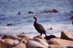 Cormoran des bancs