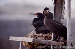 Cormoran du Cap
