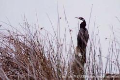 Anhinga roux