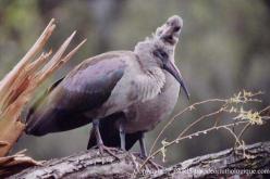 Ibis hagedash