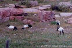 Ibis sacré