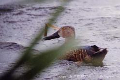 Canard de Smith