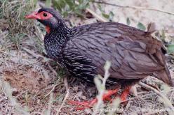 Francolin à gorge rouge