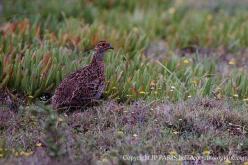 Francolin criard