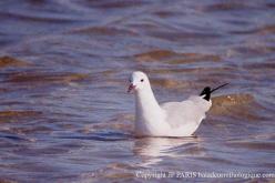 Mouette de Hartlaub