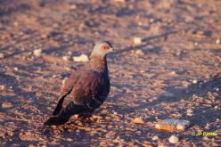 Pigeon roussard