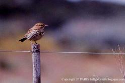 Karoo Lark