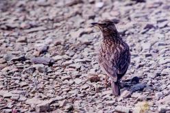 Large-billed Lark