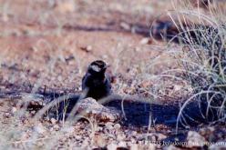Gray-backed Sparrow-Lark
