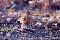 Spike-heeled Lark