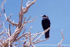 Cape Crow